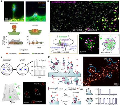 Quantitative Imaging With DNA-PAINT for Applications in Synaptic Neuroscience